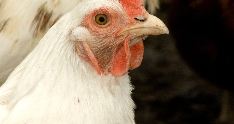 Los Chantecler y Araucana ponen huevos de color verde.