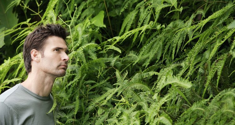 If Boston ferns become invasive, eradicate them.