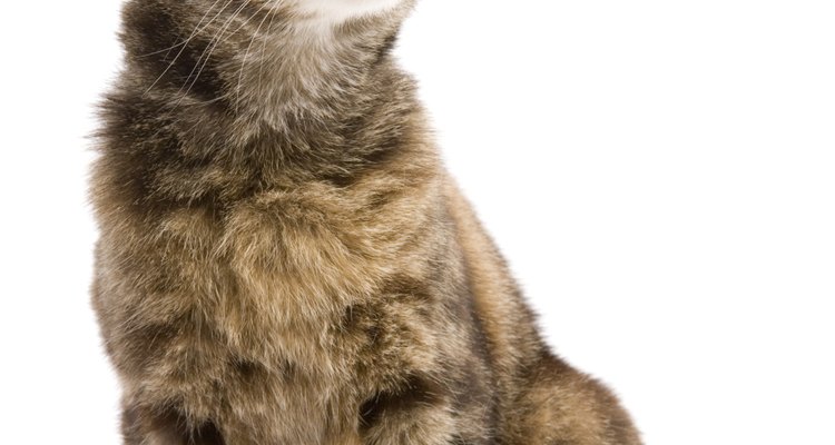 When cats get disoriented, it could be a major health concern.