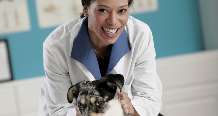 Veterinário