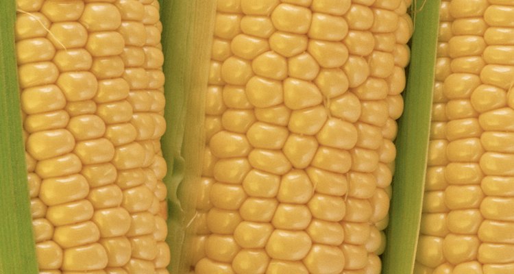 É fácil determinar se a espiga de milho ainda está fresca