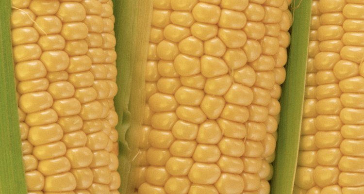 Ears of corn