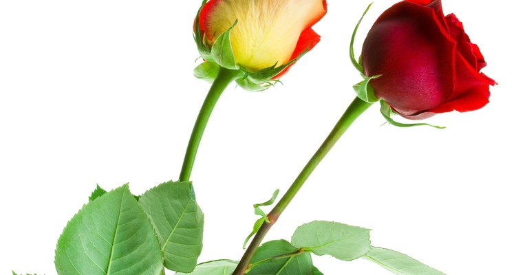 Otra característica de las rosas es cuando dos rosas son entrelazadas juntas en los tallos.