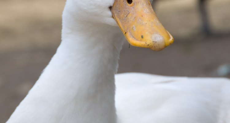 El pico de un pato está especialmente diseñado para capturar comida.