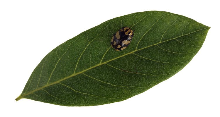 Los insectos pueden ser controlados con los derivados del nim.