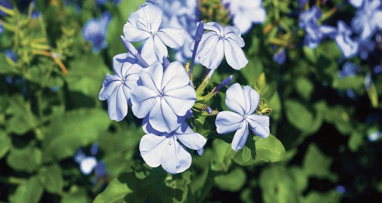 Plumbago flowers are frequently pale blue, but may also be pink or red.