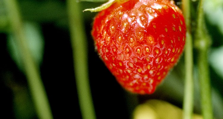 Podar las guías detendrá a las plantas de fresa de propagarse.