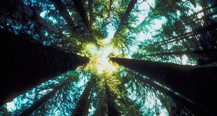 As árvores emergentes são as árvores mais altas das florestas tropicais
