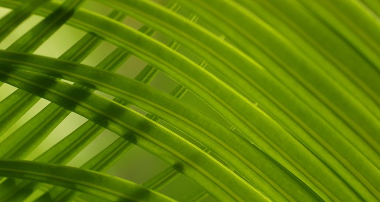 La hoja de palma tiene hojas compuestas.