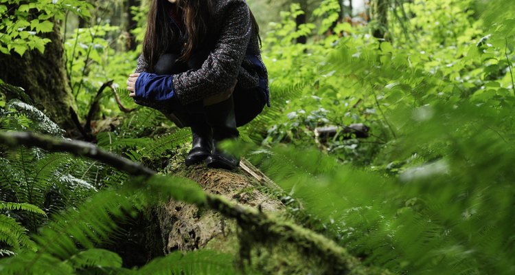 Learn which ferns are edible.