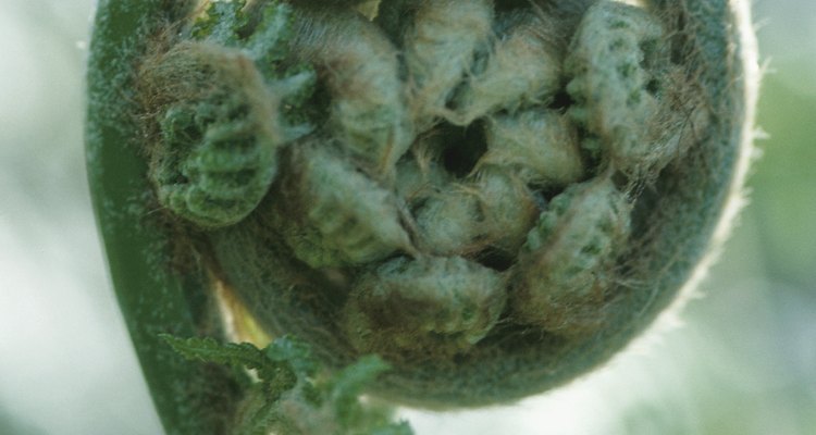 Unfurled fiddlehead