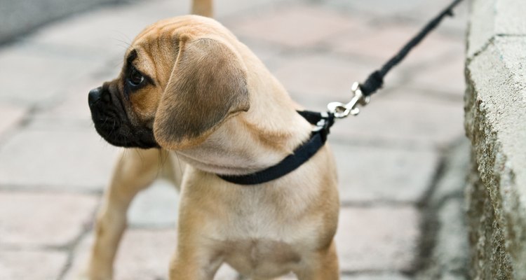 Un cachorro con uno o ambos testículos que no hayan descendido debe ser castrado para evitar la propagación de esta condición.