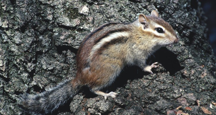 Hay 16 especies de ardillas listadas nativas de los Estados Unidos.