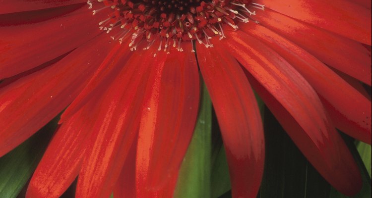 Gerbera daisies are susceptible to powery mildew and a fungus called sclerotinia sclerotiorum.