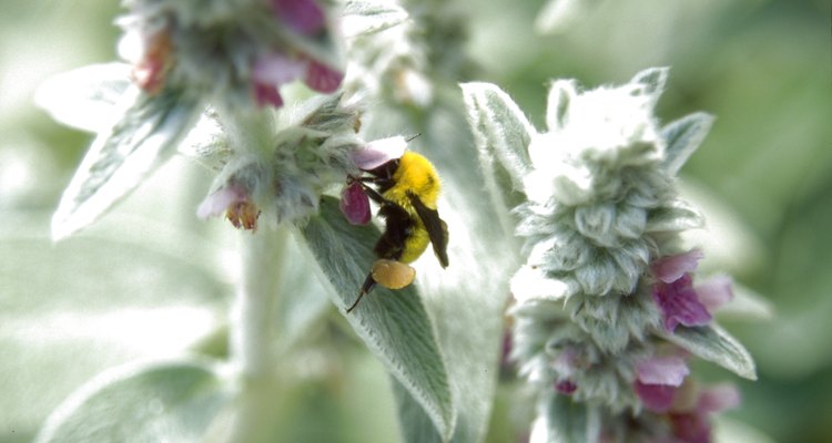 A bumblebee features the distinctive black and yellow pattern.