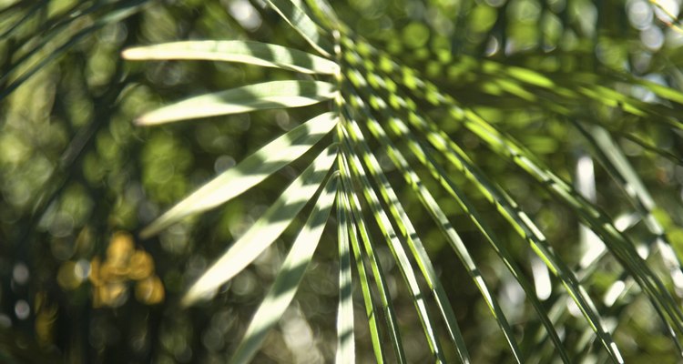 Folhas de palmeira são materiais de palha valiosos