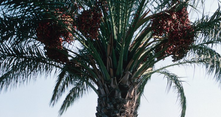 Cortar las bases foliares de las palmeras datileras deja al descubierto atractivas formas geométricas.