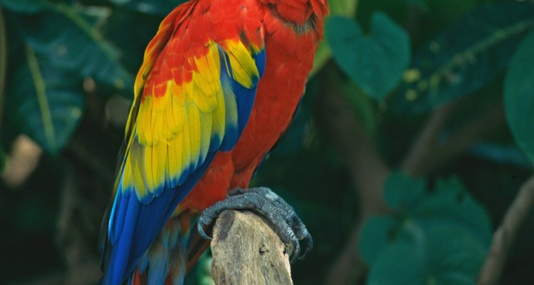 A arara é um membro muito colorido da família do papagaio