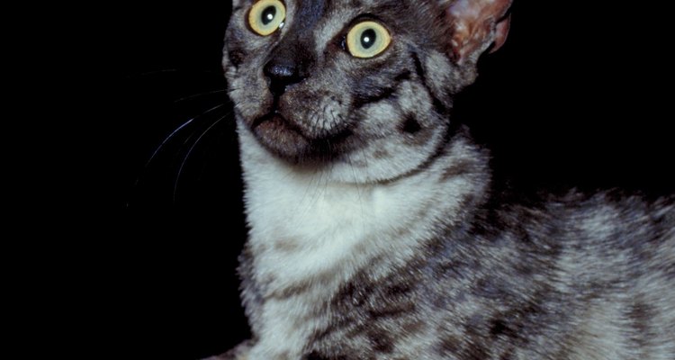 Cats may be intrigued by increased critter activity.