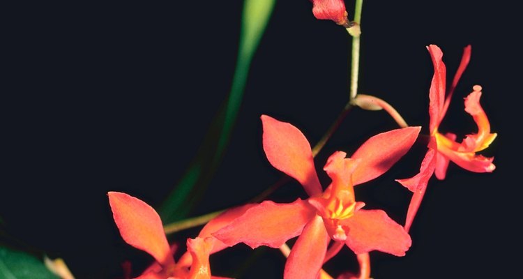El exceso de luz decolora las hojas de una orquídea, causando un amarillamiento en ellas.
