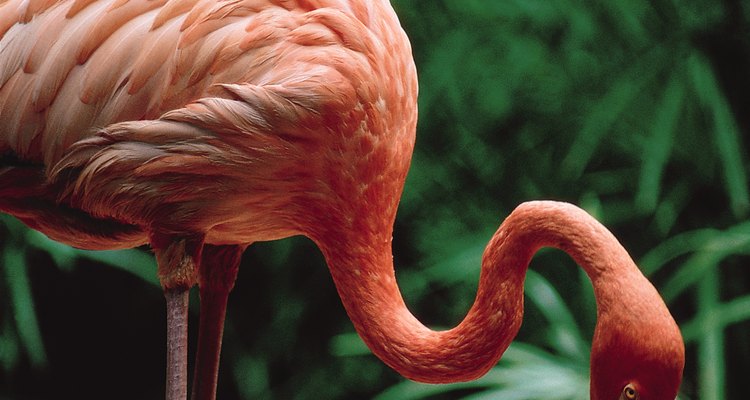 Flamingos são rosa em função do que eles comem