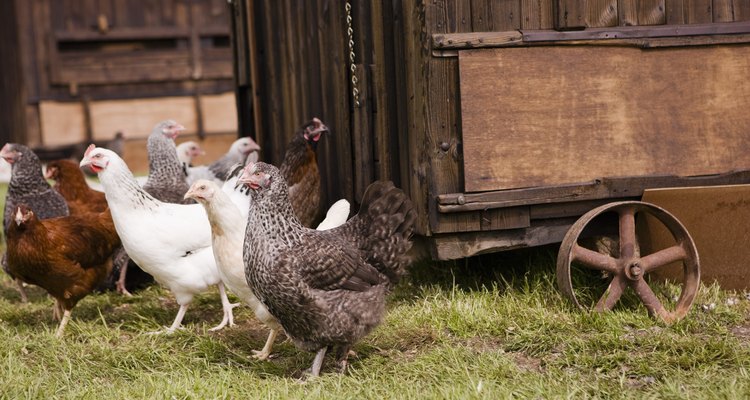 Algumas mudanças simples ajudam a evitar que as galinhas briguem