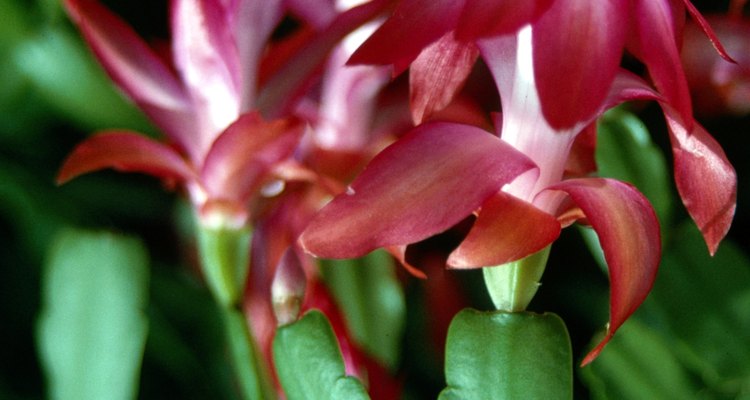 Cuidado flor de pascua