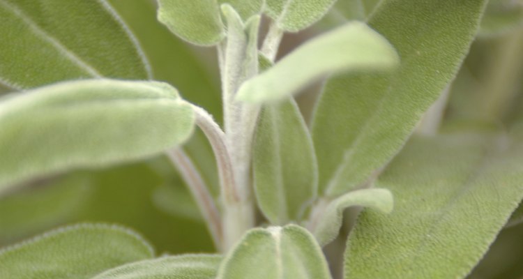 Common sage, close up