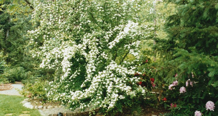 A planta véu-de-noiva produz flores brancas em meados da primavera