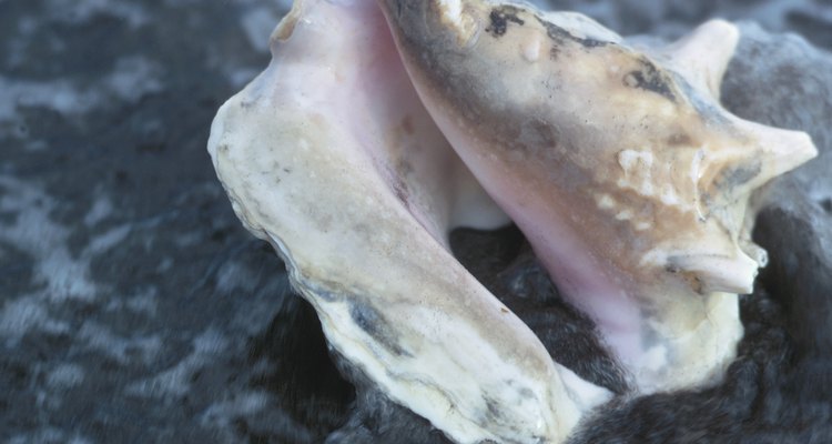 Aprenda a cozinhar a carne do caracol marinho
