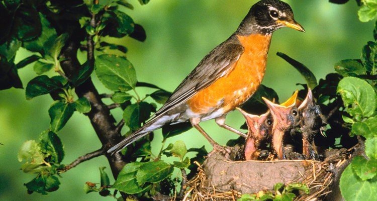 Atrair e alimentar pássaros selvagens é um passatempo muito popular