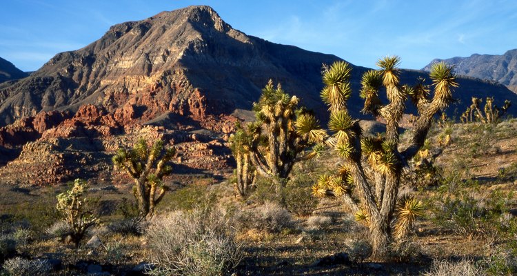 Joshua Tree Woodlands está entre los paisajes de senderismo icónicos.