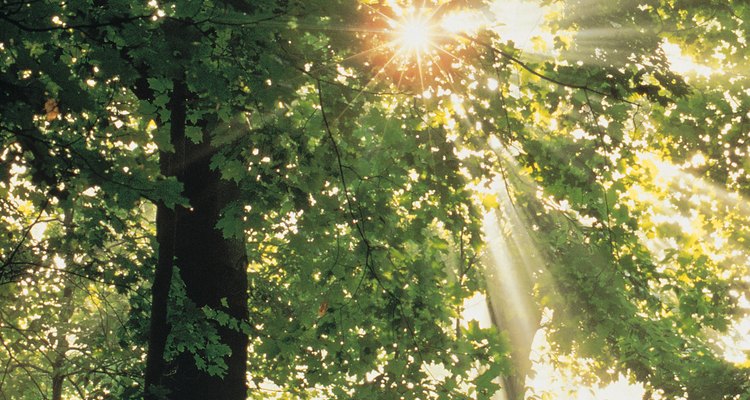 La luz solar es uno de los elementos esenciales de la vida de las plantas.