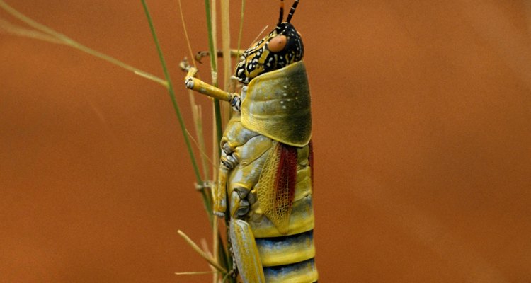 La langosta vuela y salta.