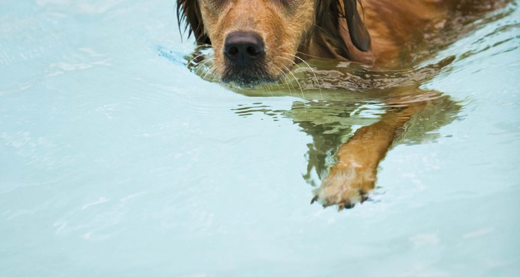 Los perros con mucho pelo que suelen nadar mucho pueden tener reacciones adversas a la sal o al cloro y llegan a morderse las colas.