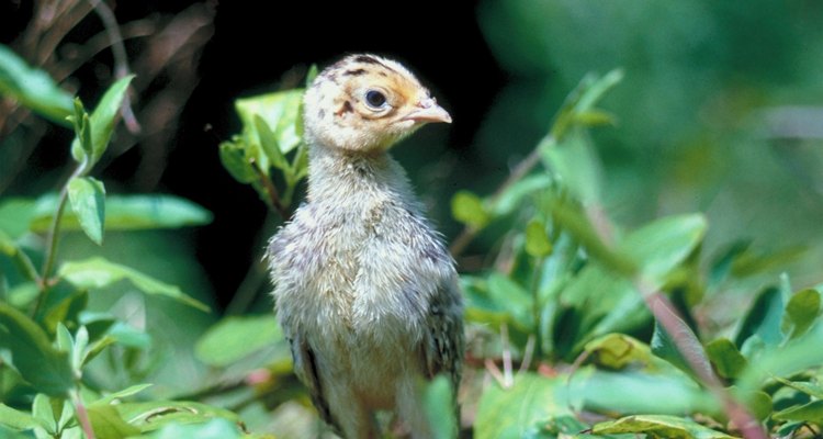 Baby birds often leave their nests before they can fly.