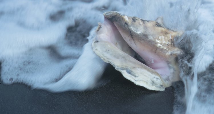 A ostra, conhecida por sua grande e bela concha, também pode ser cozida e comida