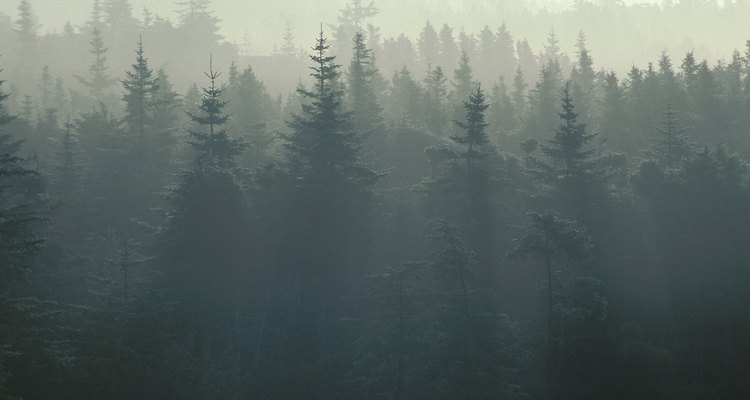 Species evenness depends on the number species and their size.