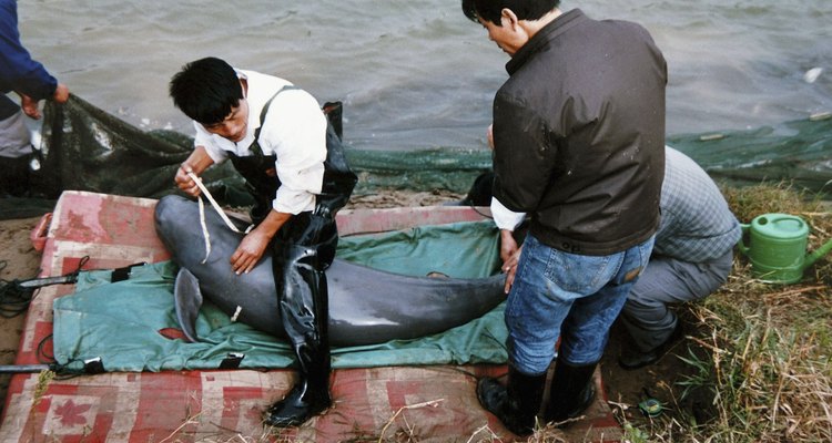 El delfín del río Yangtze, que alguna vez tuvo miles de especies, es probable que se haya extinguido en 2006.
