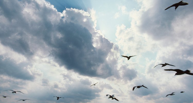 Seagulls in flight with sky, Canada
