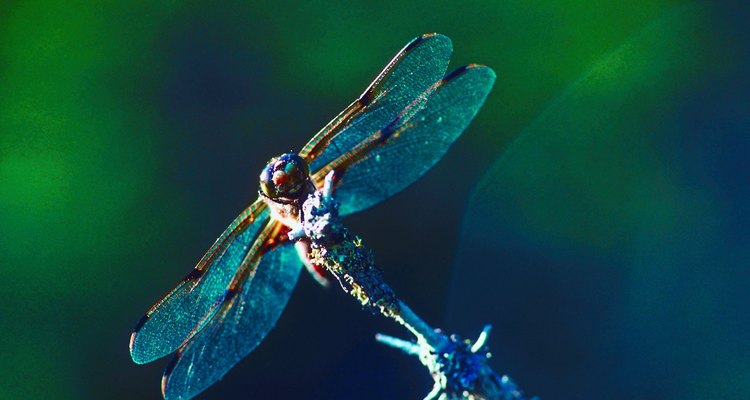 As libélulas refletem a saúde de seu ecossistema