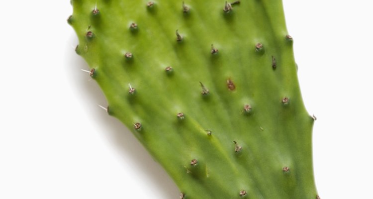 Leaf of prickly pear cactus, close-up
