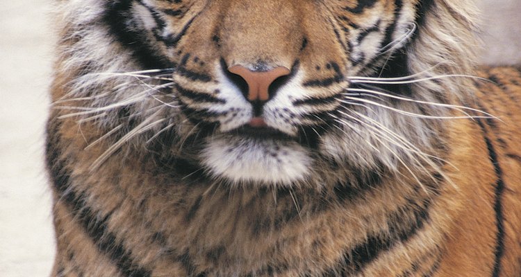 Um tigre siberiano pode consumir 30kg de carne em uma noite