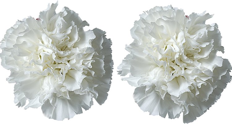 La mayoría de tiendas de abarrotes o floristerías ofrecen claveles blancos baratos.