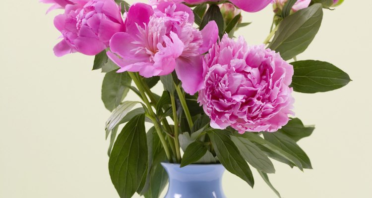 Peonies bloom early in the season.
