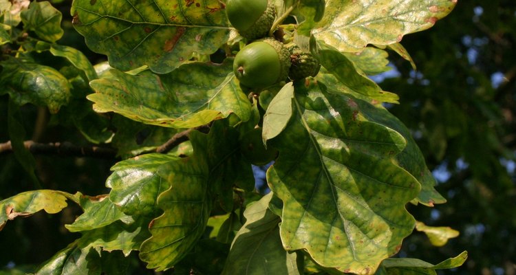 Sometimes acorns fall off of the tree too early.