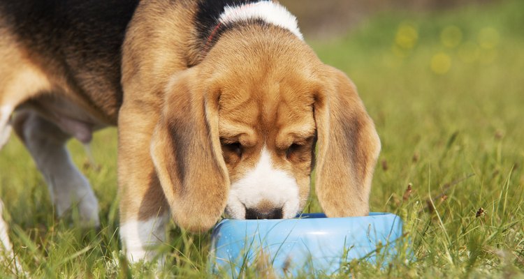 Tu perra puede rechazar el agua y la comida antes de parir.
