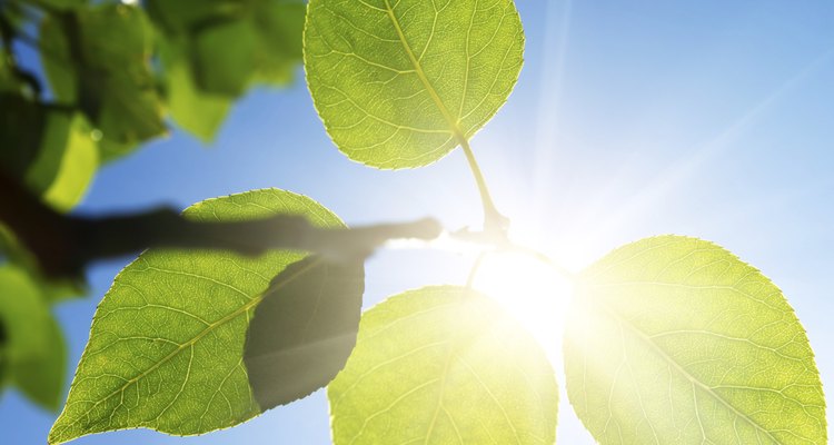 Green branch in sunny day