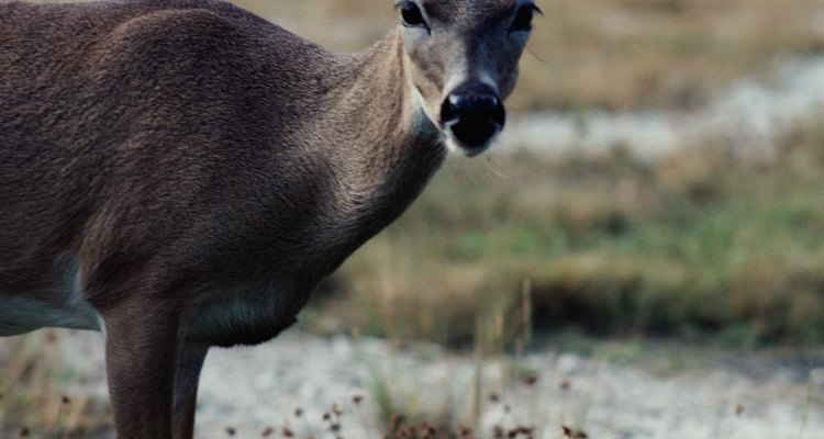 Los apache cazaban ciervos por su carne y su piel.