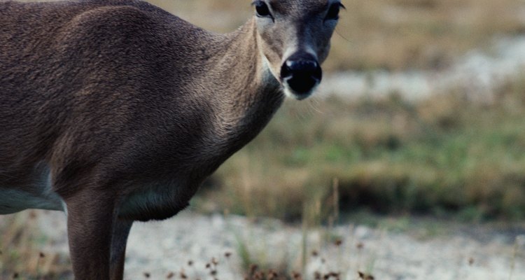 Los apache cazaban ciervos por su carne y su piel.